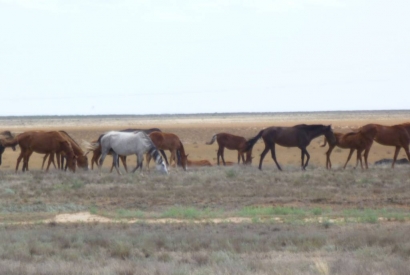 Et au milieu de la steppe : Elista !